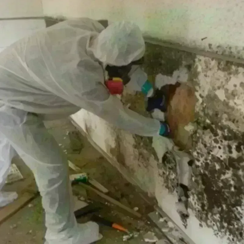 Mold Remediation and Removal in Flippin, AR